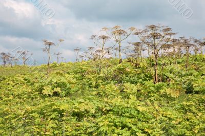 Thickets Heracleum