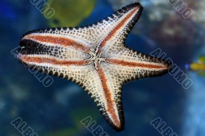 Star Fish