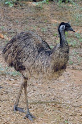 Ostrich