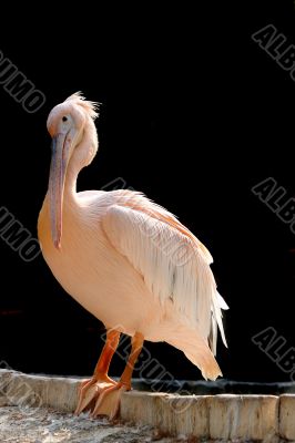 Pelican