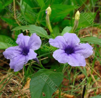 Desert Petunia