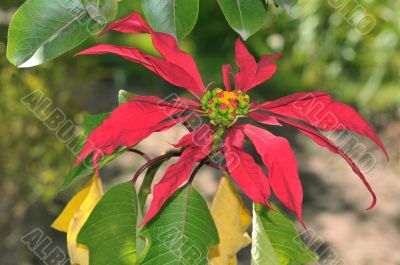 pointsettia