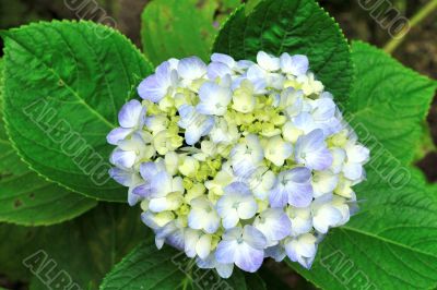 hydrangea