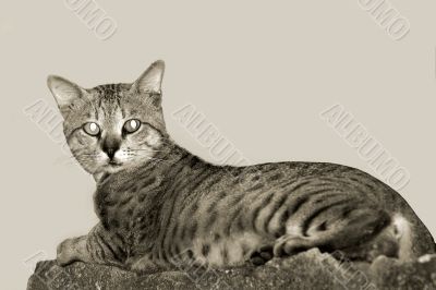 Cat on the Wall