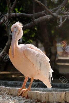Pelican