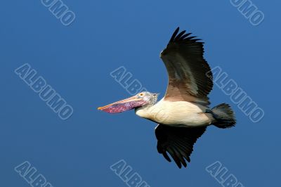 Pelican in Flight