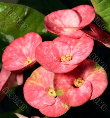 euphorbia