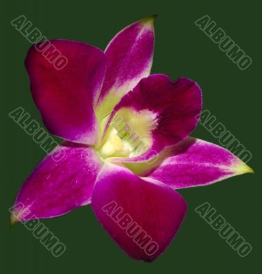 Pink Orchid