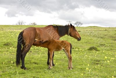 horse and foal drinking milk