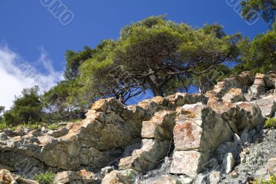 pine tree on the stone