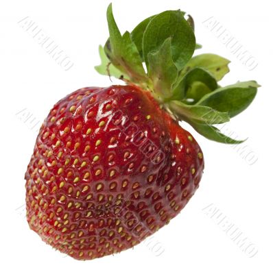 Fresh Isolated Strawberry