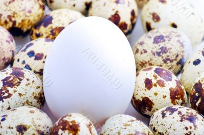 usual egg among unusual another