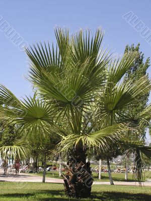 Palm Tree