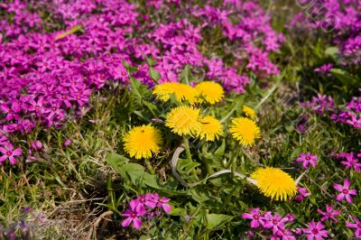 flowers