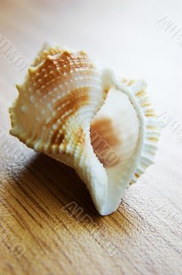 Seashell over wood texture