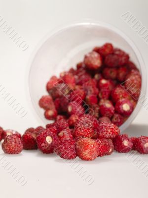 wild strawberry in glass over the table