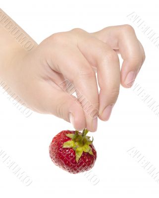 fresh tasty strawberry in human hands. icolated with clipping pa