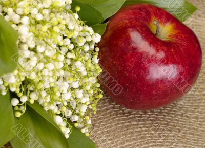 With love. Still-life. lily of the valley and apple on the burla