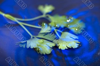 parsley on blue water closeup