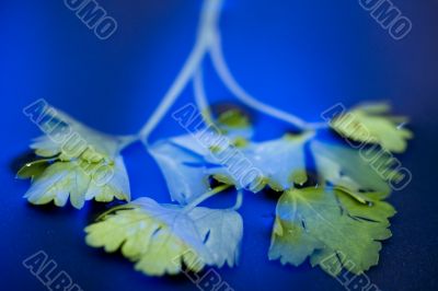 parsley on blue water macro