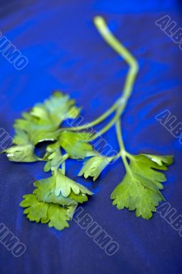parsley on blue water