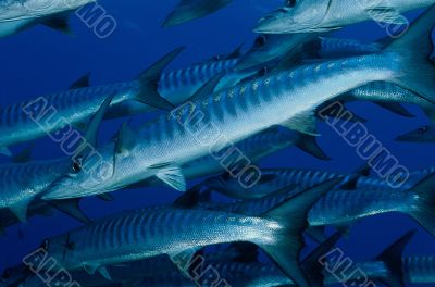 Schooling Barracuda, Solomon Islands