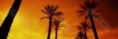 Silhouette of Date Palms