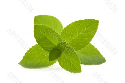 Spearmint branch on white background.