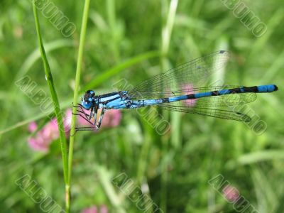 Dragonfly Coenagrion puella