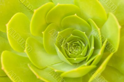 Beautiful Succulent Abstract