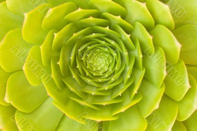 Beautiful Succulent Abstract
