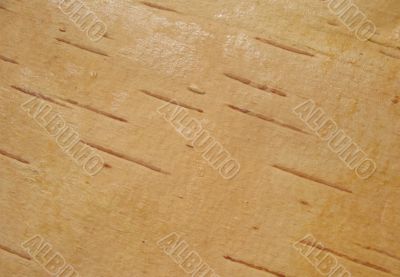 Bark of Birch