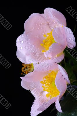pink flowers of a dog-rose with water dorps on black background