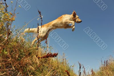 jumping dog