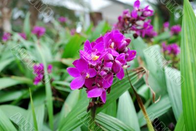 Tropical violet flowers
