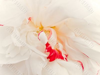 white peony