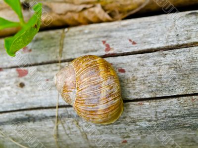 snail