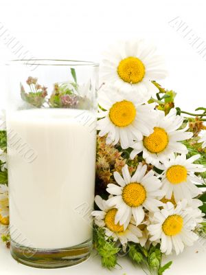 milk and camomile