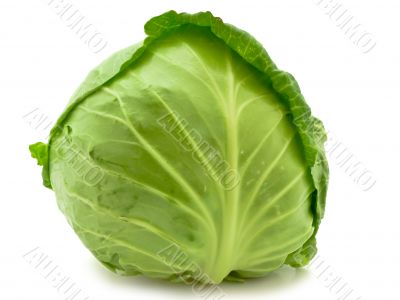cabbage