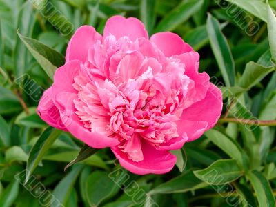 pink peony