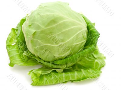 cabbage