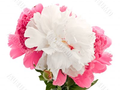 pink and white