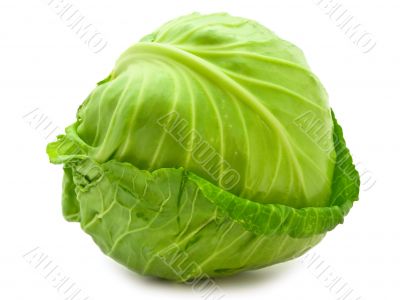 cabbage