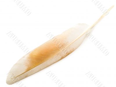 feather
