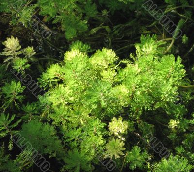pond plant