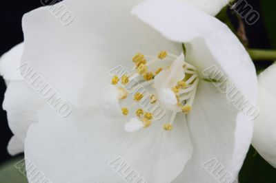 Philadelphus