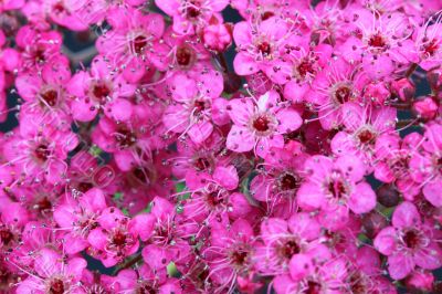 spiraea  japonica