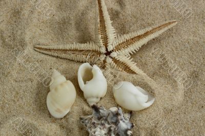starfish and shells