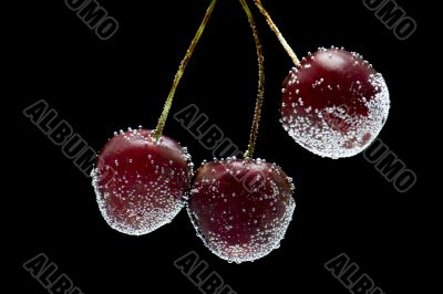 cherries in water closeup