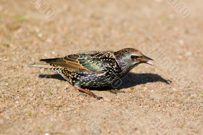 Starling